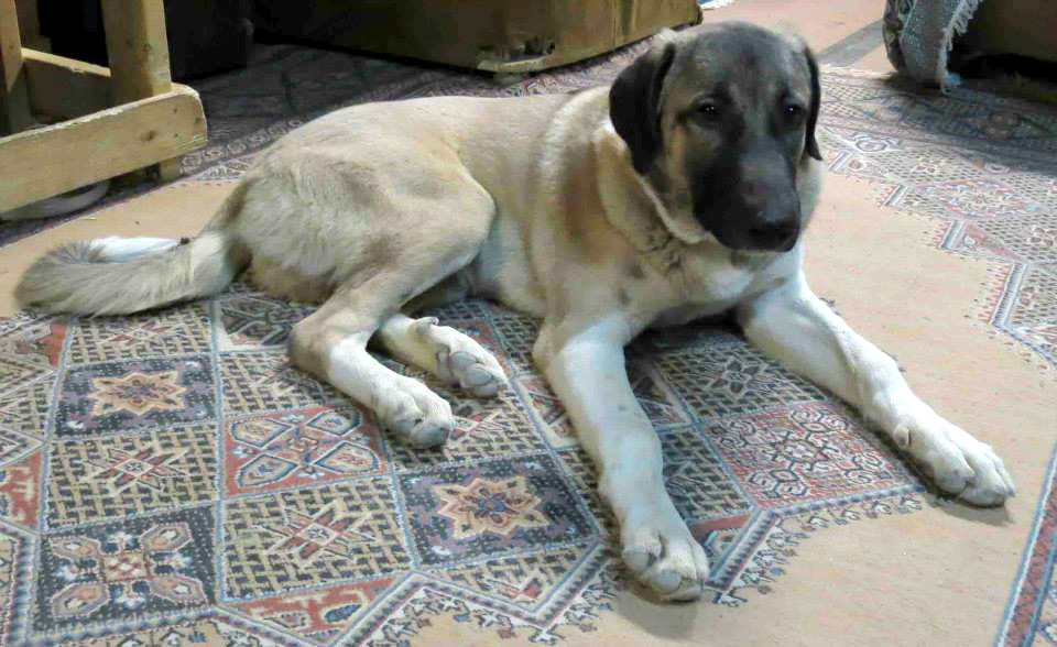 Toby, Afghan Dog1