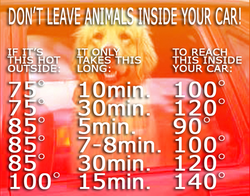 CHART FOR TEMP IN CAR FOR DOG