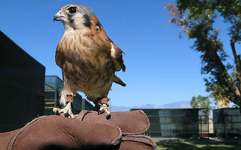 COACHELLA VALLEY WILD BIRD CENTER, A DESERT GEM! | Coachella Valley Weekly