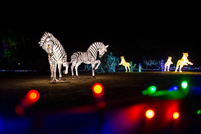 WildLights Wows at the Living Desert | Coachella Valley Weekly