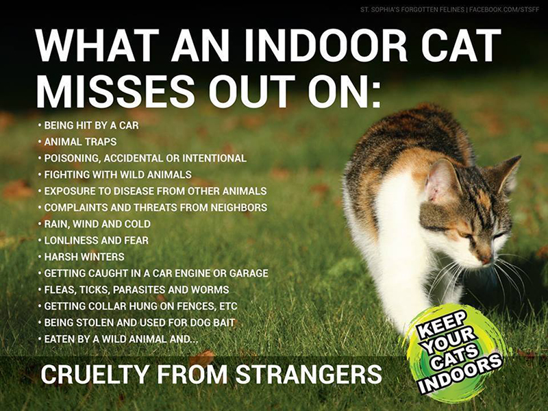 Keeping cats indoors is a rare solution where everybody wins